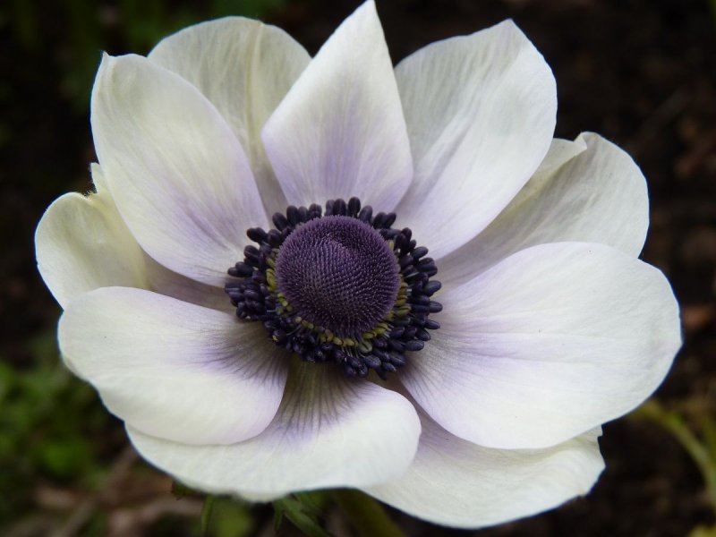 Анемон, ветреница (Anemone)