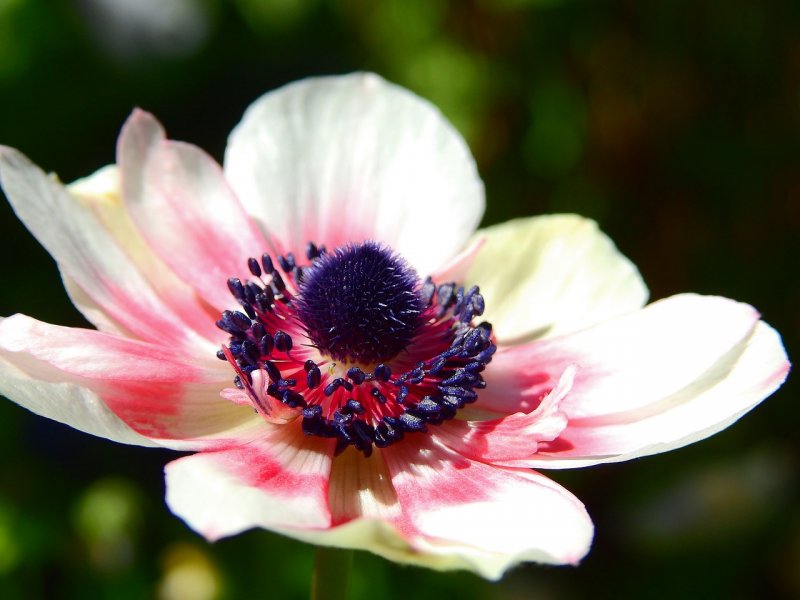 Анемона (Anemone) nem. LYCHETTE белый