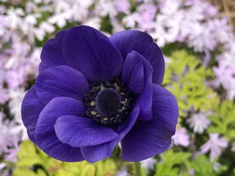 Анемона (Anemone)