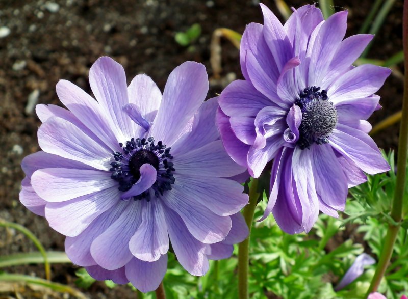 Анемона (Anemone) Montrose