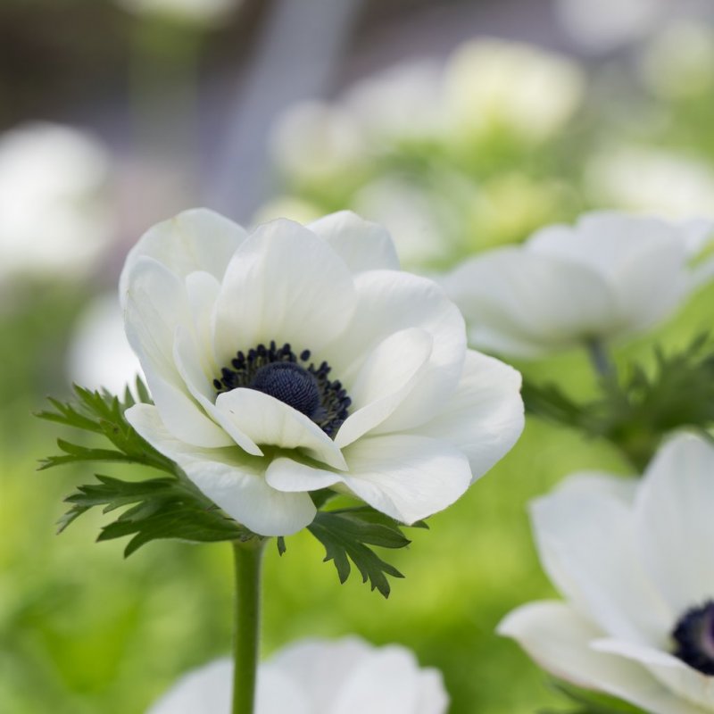 Анемон, ветреница (Anemone)