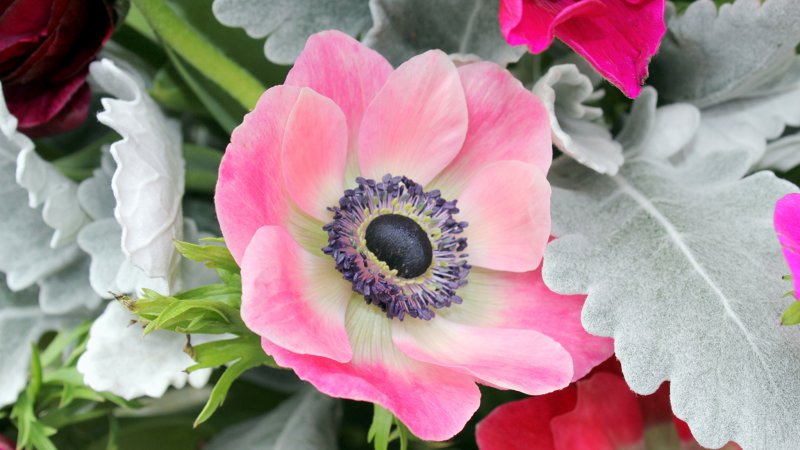 Анемона Anemone цветок розовый