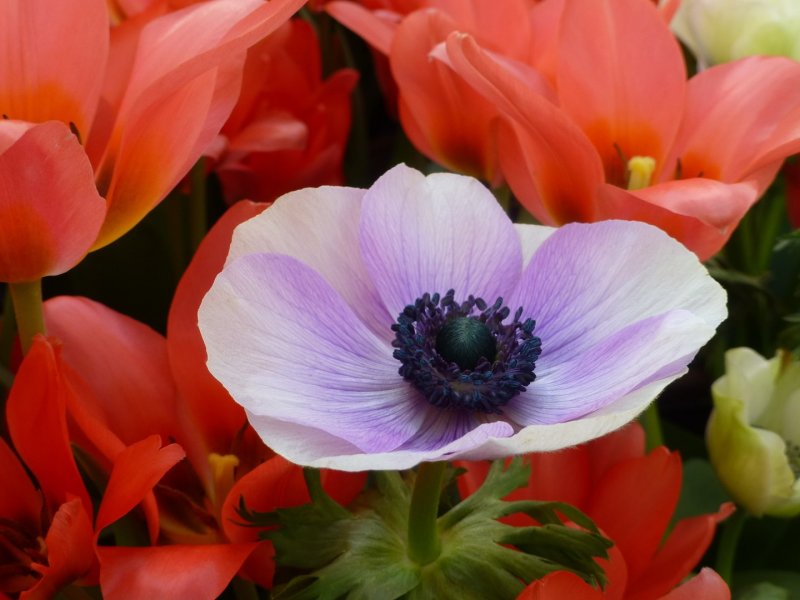 Anemone цветок