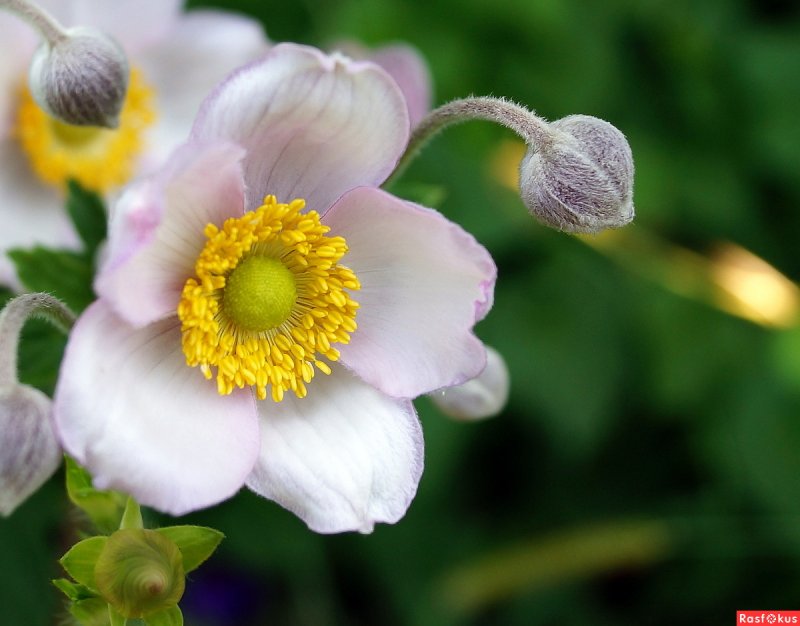 Анемона Anemone Spring Beauty White