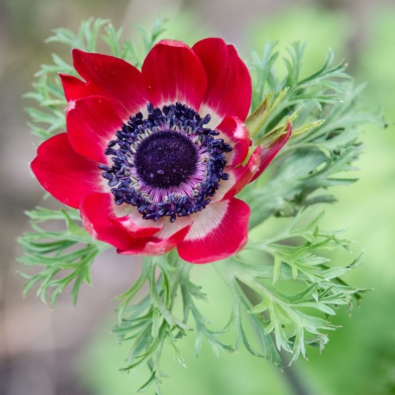 Анемона (Anemone) Montrose