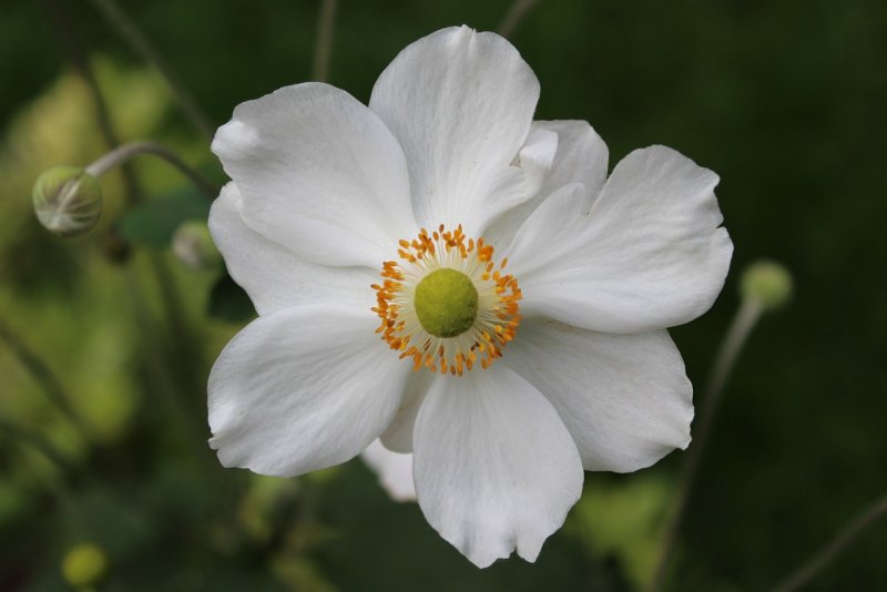 Анемон, ветреница (Anemone)