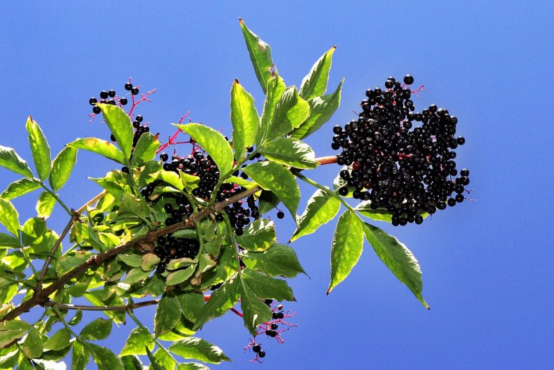Бузина черная nigra