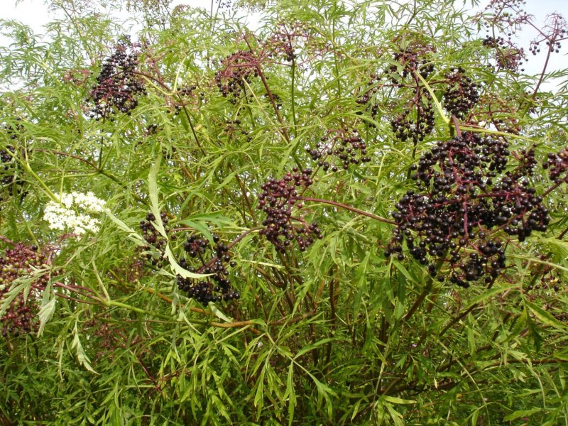 Бузина черная nigra
