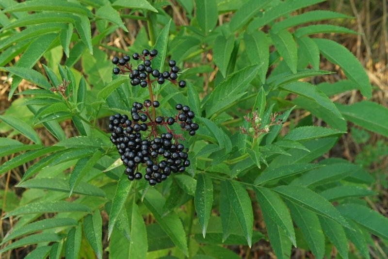 Бузина чёрная (Sambucus nigra l.)
