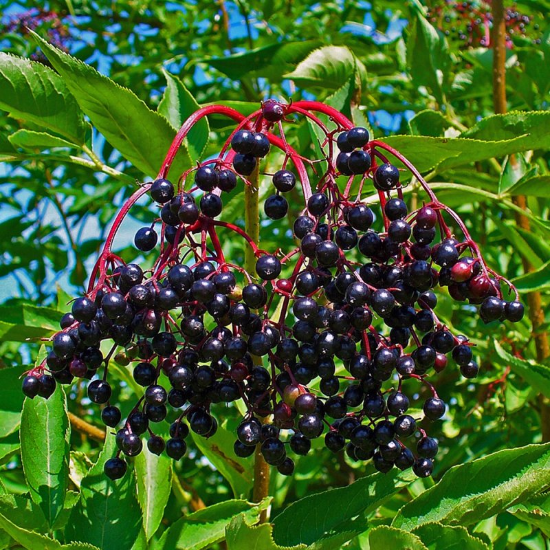 Бузина черная (Sambucus nigra)