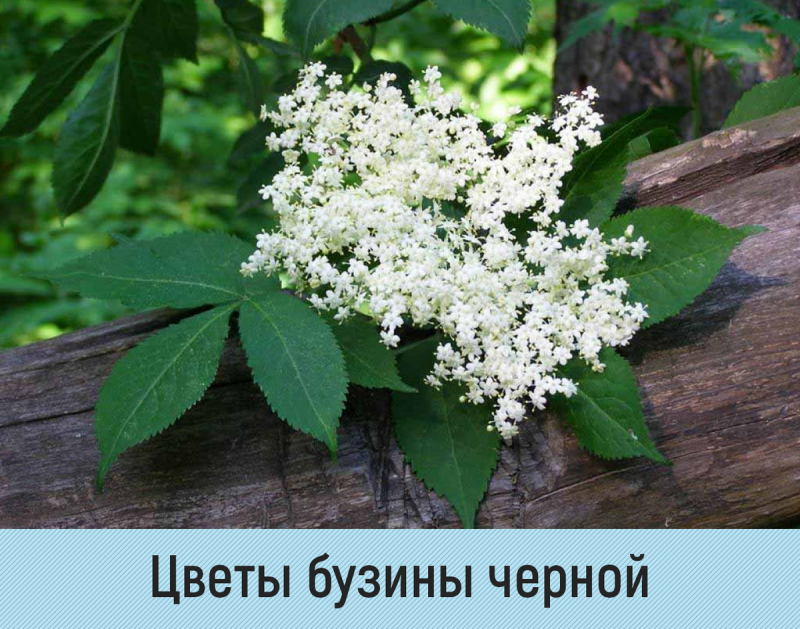 Elderberry ягода