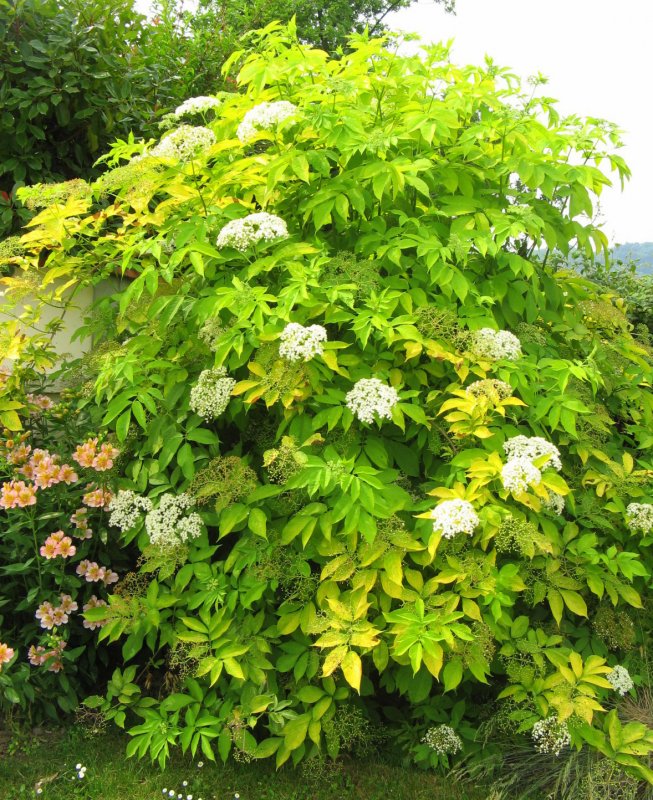 Бузина черная (Sambucus nigra)