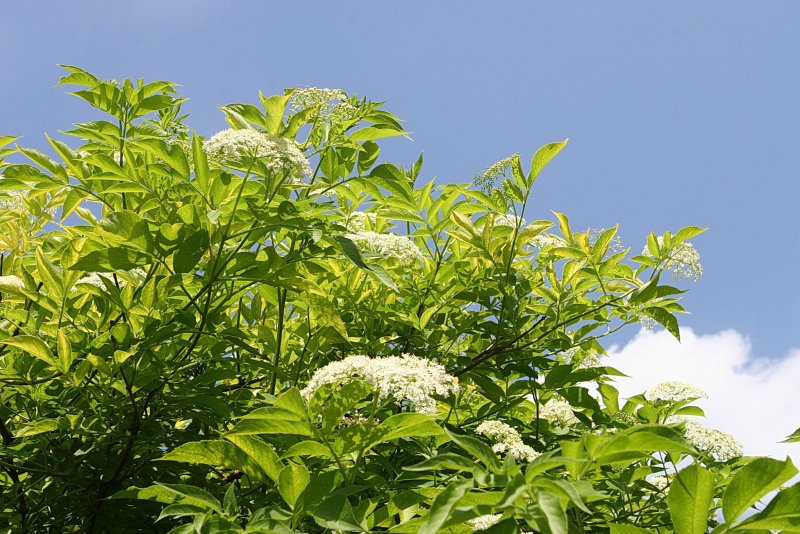 Бузина чёрная (Sambucus nigra l.)