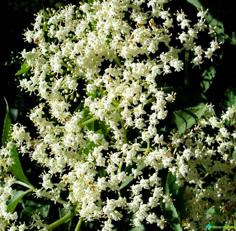 Бузина чёрная (Sambucus nigra l.)