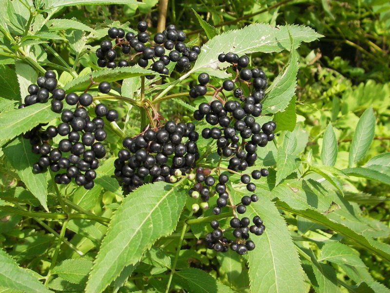 Бузина черная (Sambucus nigra)