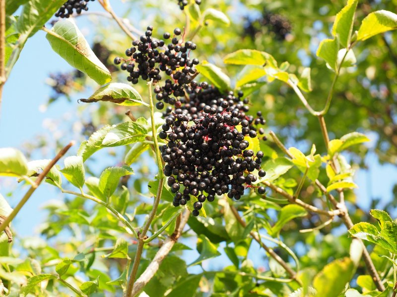 Sambucus williamsii