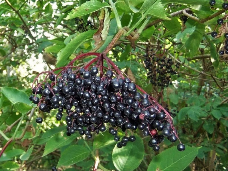Бузина Блэк Бьюти