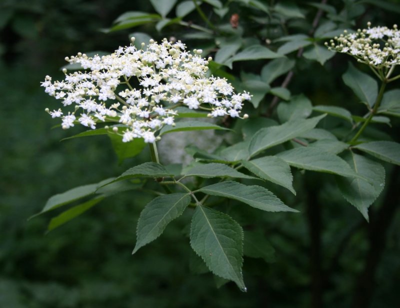 Бузина (Sambucus)