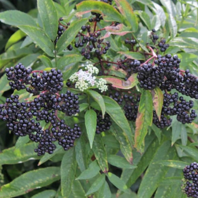 Бузина чёрная (Sambucus nigra l.)