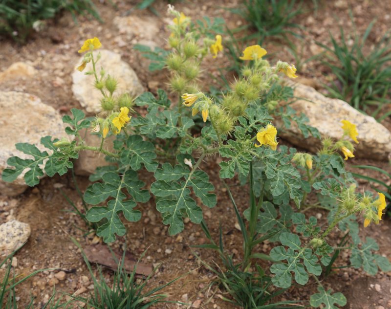 Паслен колючий (Solanum rostratum dun.)