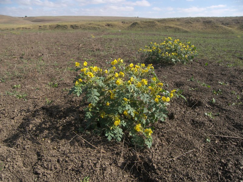 Паслен колючий (Solanum rostratum dun.)