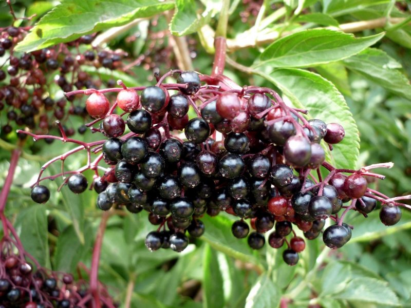 Цветки Sambucus nigra l