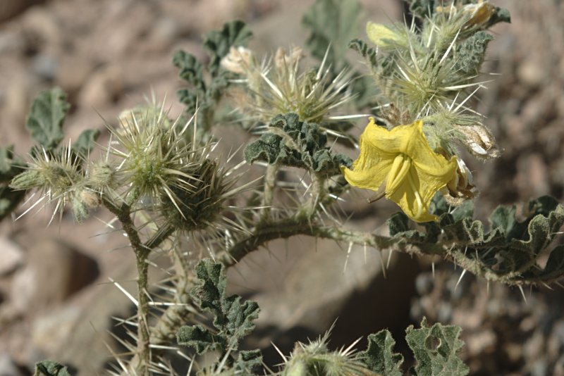 Solanum rostratum