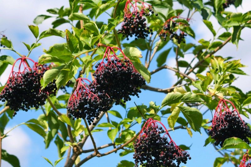 Бузина чёрная (Sambucus nigra l.)
