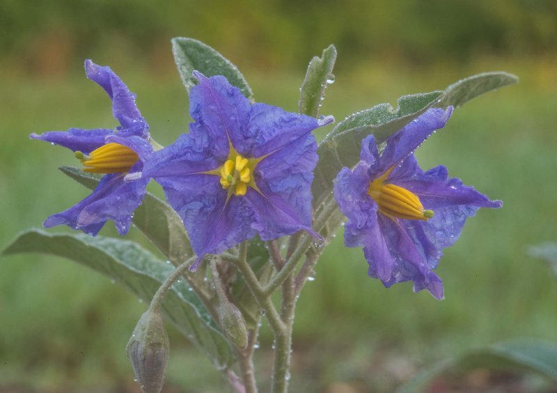 Solanum elaeagnifolium