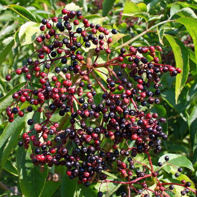 Бузина черная (Sambucus nigra)