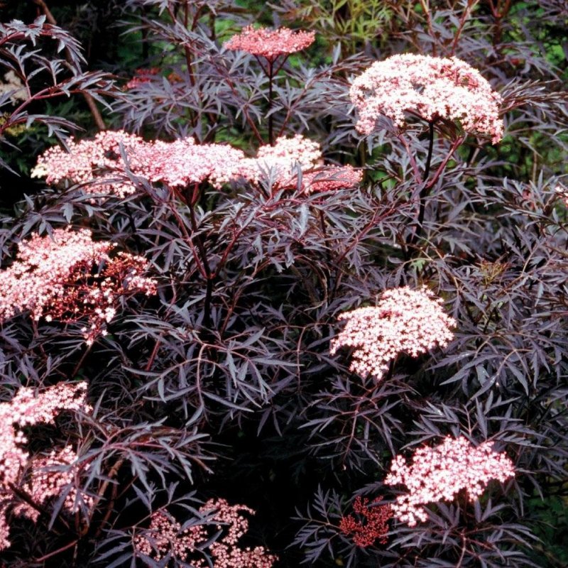 Sambucus nigra Aurea