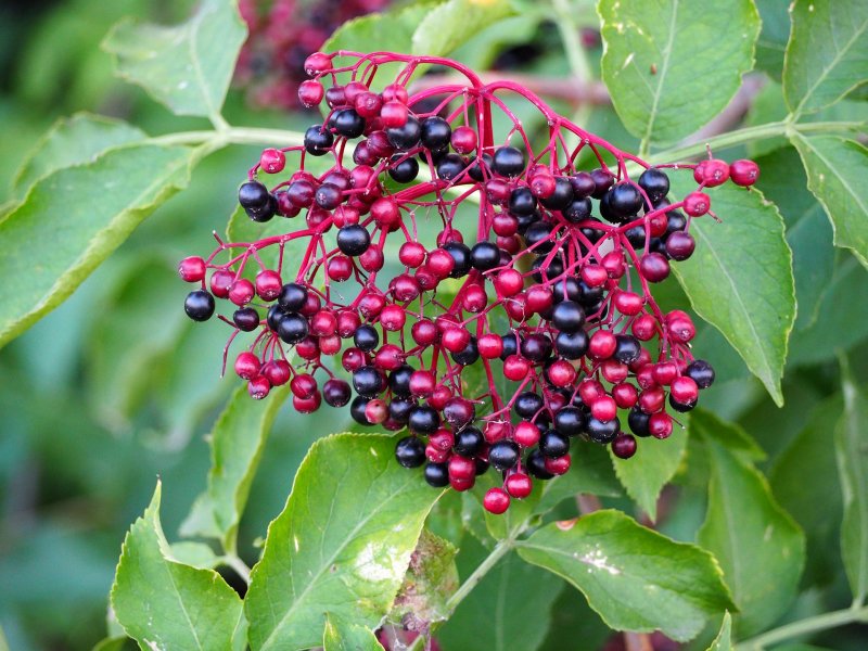 Бузина Sambucus nigra pendula