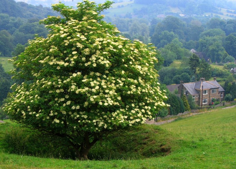 Sambucus Elderberry