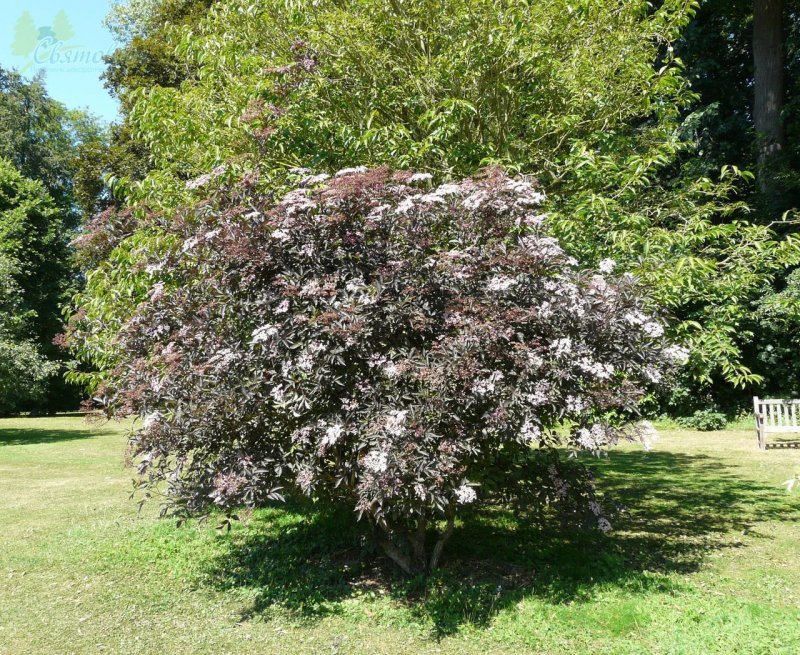 Elderberry (Sambucus nigra)