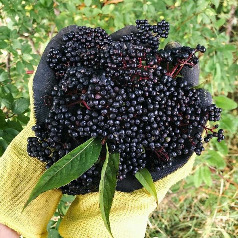 Бузина черная Блэк Бьюти