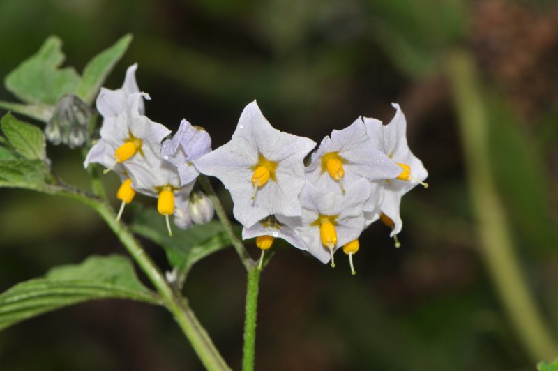 Паслен Каролинский (Solanum carolinense)