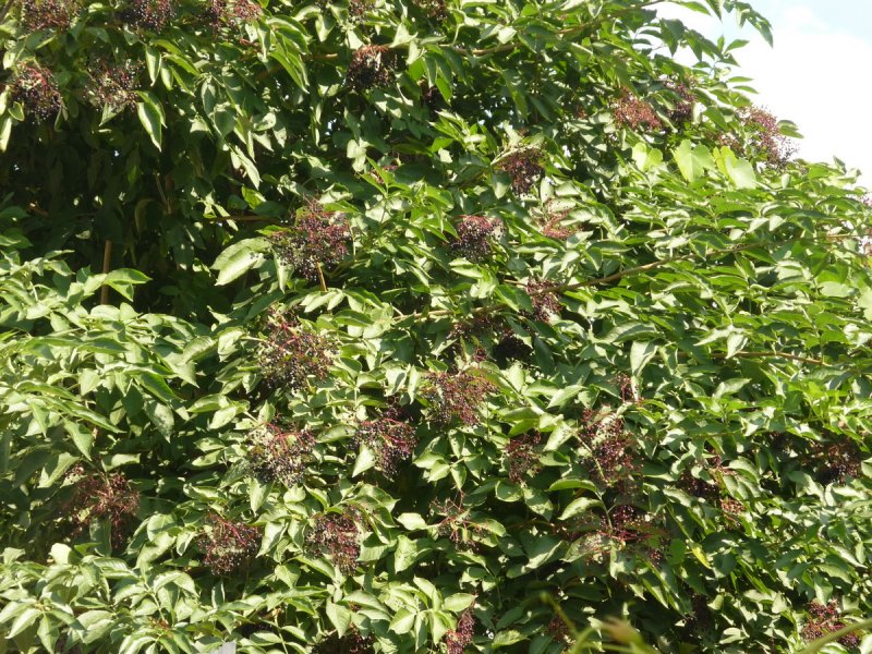 Бузина чёрная (Sambucus nigra l.)