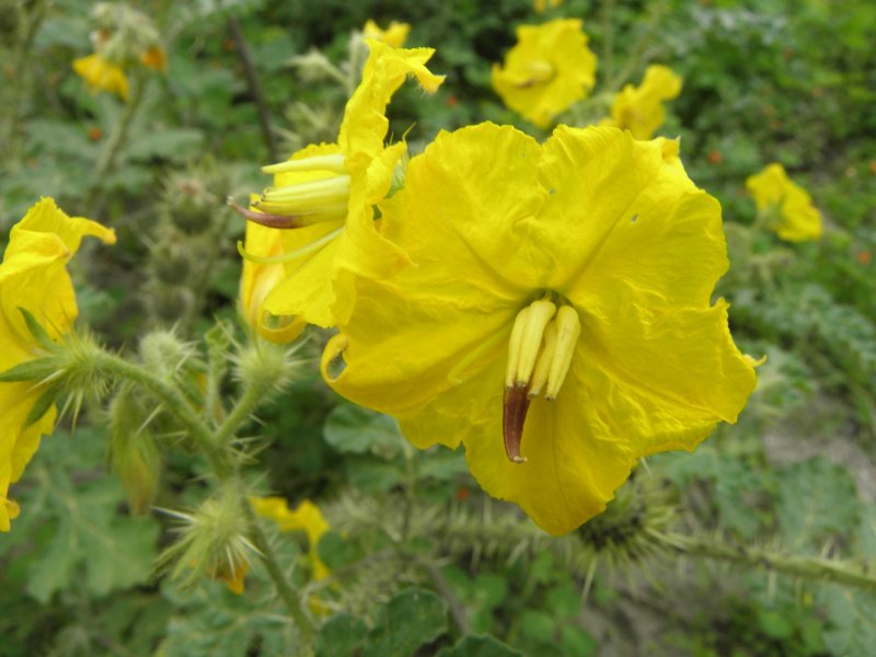 Паслён колючий (Solanum rostratum)