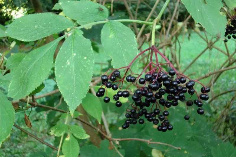 Бузина черная (Sambucus nigra)