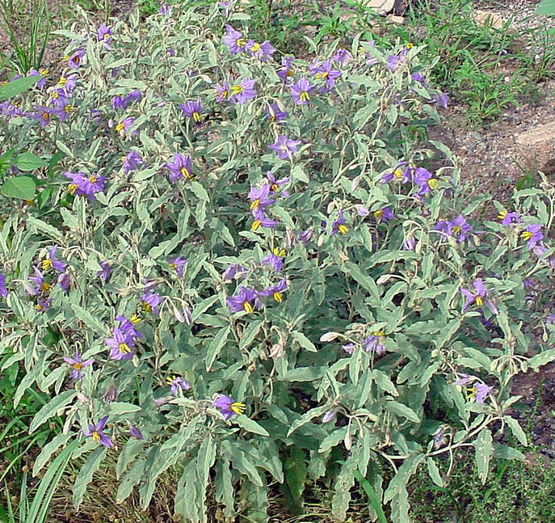 Паслен линейнолистный – Solanum elaeagnifolium Cav.
