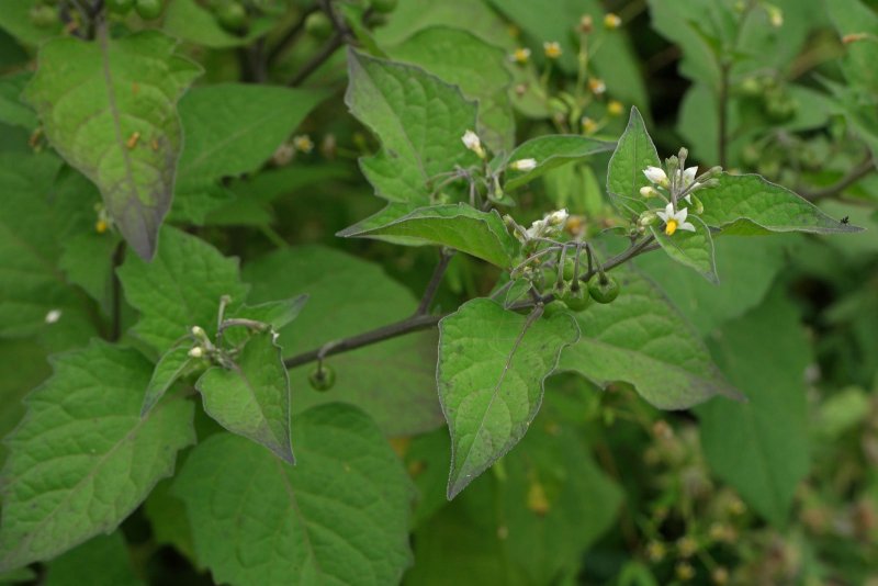 Паслен трехцветковый Solanum triflorum Nutt.