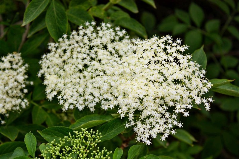 Бузина канадская (Sambucus canadensis)