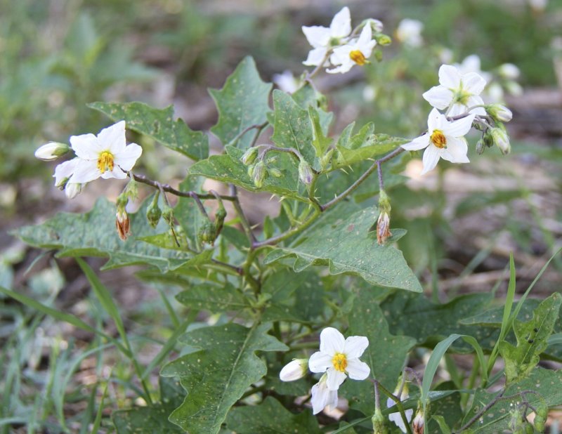 Solanum evolvulifolium