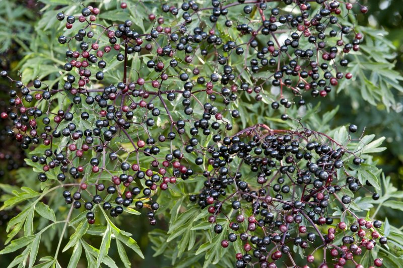 Бузина Aureovariegata