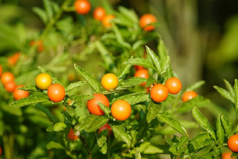 Nightshade паслен