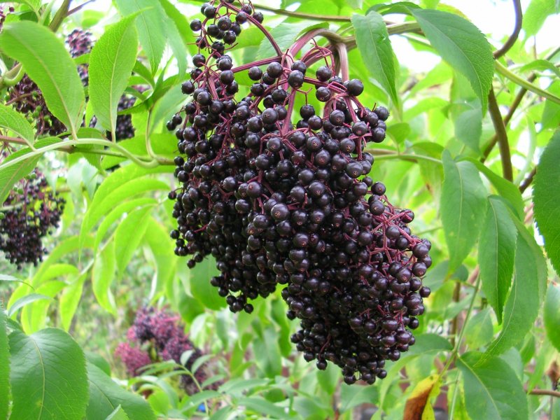 Бузина черная куст