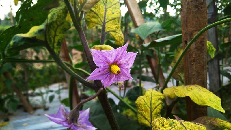 Solanum sisymbriifolium