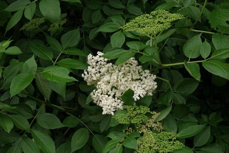 Бузина черная Лациниата (Sambucus nigra laciniata)