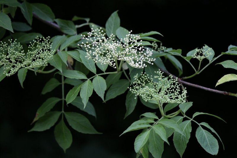 Elder Бузина