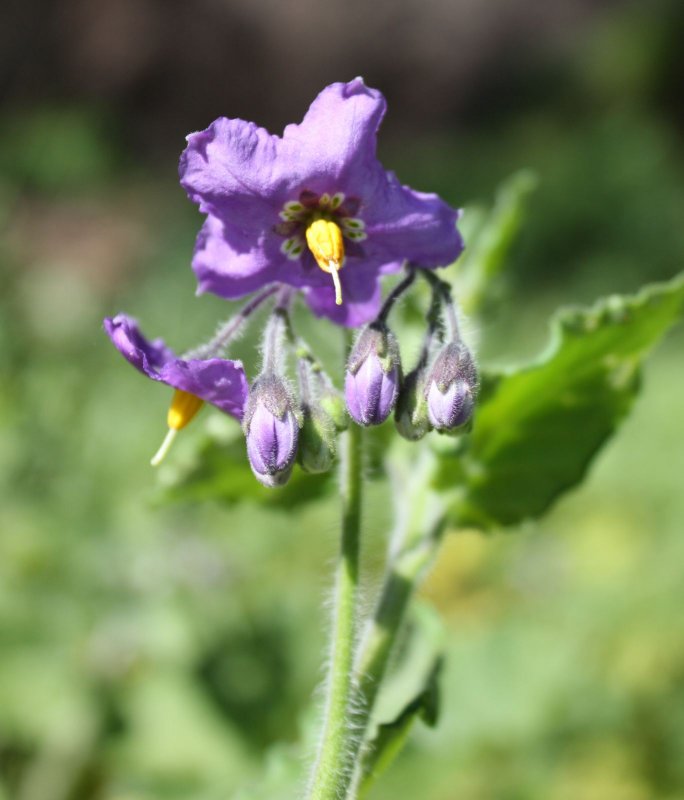 Solanum elaeagnifolium
